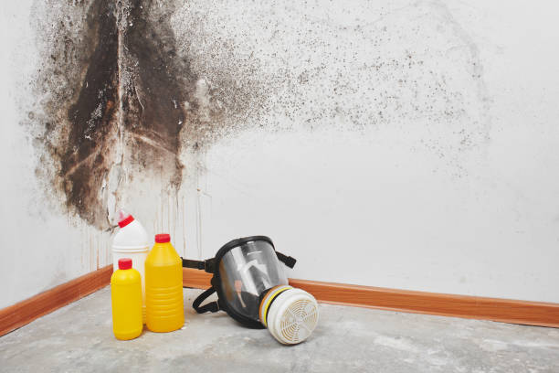 Best Mold Odor Removal Services  in Bozeman, MT